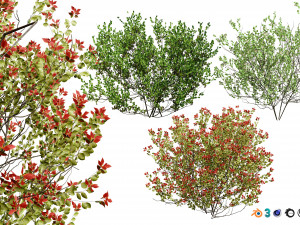 Aronia Melanocarpa shrubs 3D Модель