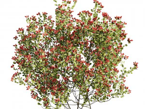 Aronia Melanocarpa shrubs 3D Model