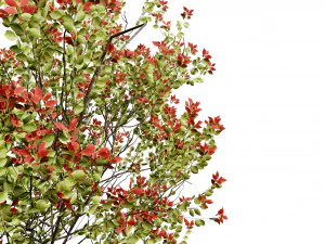 Aronia Melanocarpa shrubs 3D Model