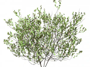 Aronia Melanocarpa shrubs 3D Model