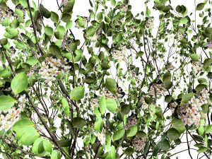 Aronia Melanocarpa shrubs 3D मॉडल