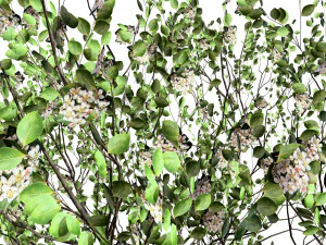 Aronia Melanocarpa shrubs 3D Model