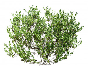 Aronia Melanocarpa shrubs 3D मॉडल