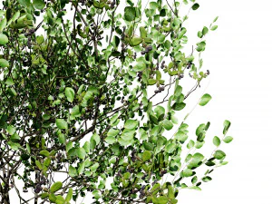 Aronia Melanocarpa shrubs 3D Model