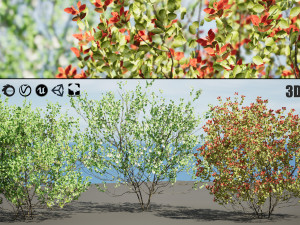 Aronia Melanocarpa shrubs 3D मॉडल