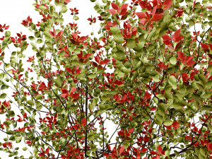 Aronia Melanocarpa shrubs 3D मॉडल