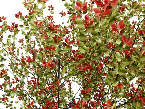 Aronia Melanocarpa shrubs 3D Model