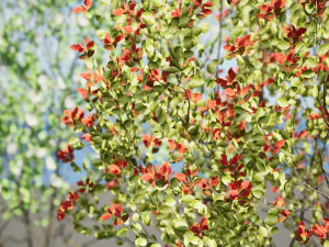 Aronia Melanocarpa shrubs 3D Model