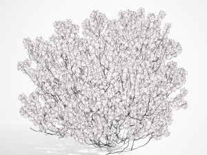 Aronia Melanocarpa shrubs 3D मॉडल