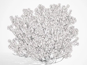 Aronia Melanocarpa shrubs 3D Model
