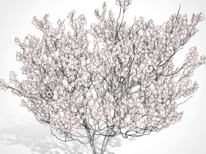 Aronia Melanocarpa shrubs 3D मॉडल