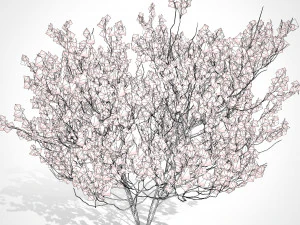 Aronia Melanocarpa shrubs 3D Model