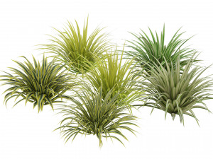 Banana Boat grass 3d Pack 3D Model