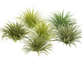 Banana Boat grass 3d Pack Modello 3D