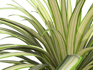 Banana Boat grass 3d Pack Modèle 3D