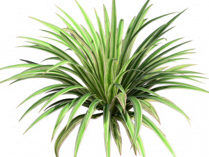 Banana Boat grass 3d Pack Modèle 3D