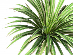 Banana Boat grass 3d Pack Modèle 3D