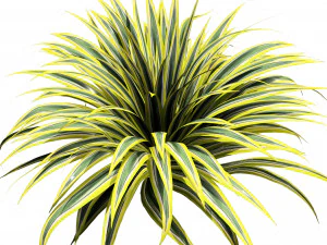 Bananenbootgras 3D-pakket 3D Model