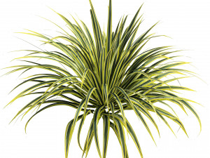 Banana Boat grass 3d Pack Modèle 3D