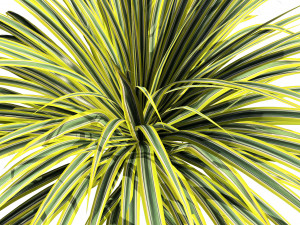 Banana Boat grass 3d Pack Modèle 3D