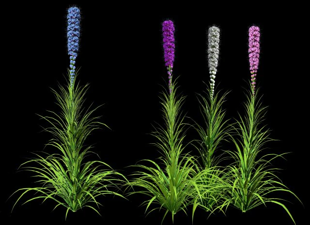 Bintang Berkobar di Mekar Model 3D .c4d .max .obj .3ds .fbx .stl .blend 