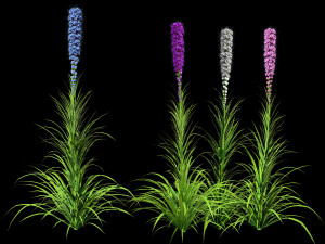 Blazing Stars in Bloom 3D Модель