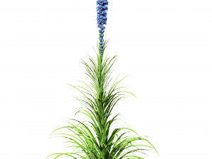 Blazing Stars in Bloom Modelo 3D