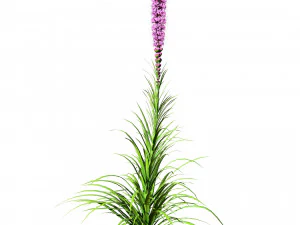 Bintang Berkobar di Mekar Model 3D