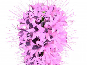 Blazing Stars in Bloom Modelo 3D