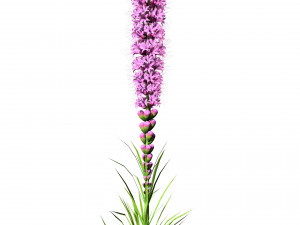 Blazing Stars in Bloom Modelo 3D