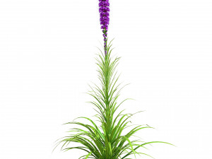 Blazing Stars in Bloom Modelo 3D