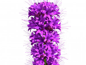 Blazing Stars in Bloom Modelo 3D