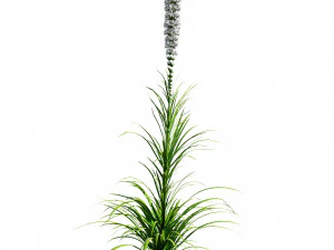 Bintang Berkobar di Mekar Model 3D