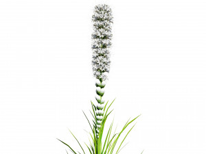 Blazing Stars in Bloom Modelo 3D