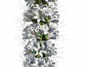 Blazing Stars in Bloom Modelo 3D
