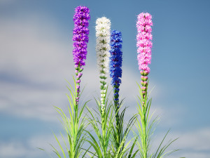 Blazing Stars in Bloom Modelo 3D
