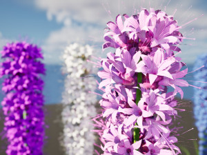 Blazing Stars in Bloom Modelo 3D