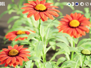 Арізона Червоні відтінки квітів 3D Модель