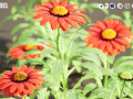 Arizona Red Shades flowers 3D 모델
