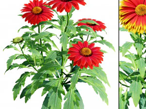 Arizona Red Shades flowers 3D Model