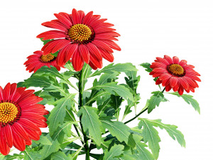 Arizona Red Shades flowers Modèle 3D