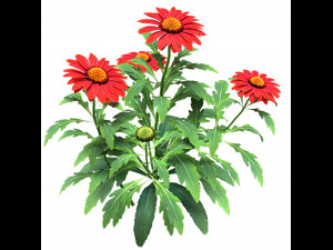 Arizona Red Shades flowers Modèle 3D
