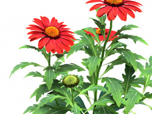 Arizona Red Shades flowers Modèle 3D