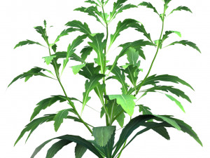 Arizona Red Shades flowers Modèle 3D