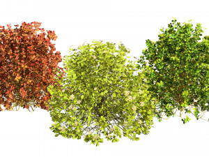 Evergreen Sunjoy Gold Beret Barberry bush 3D Модель
