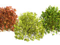 Evergreen Sunjoy Gold Beret Barberry bush Model 3D