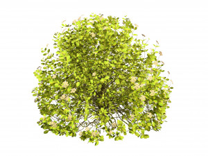 Evergreen Sunjoy Gold Beret Barberry bush 3Dモデル