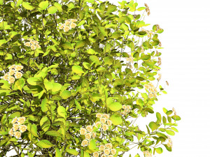 Evergreen Sunjoy Gold Beret Barberry bush 3Dモデル