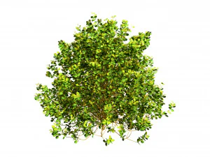 Evergreen Sunjoy Gold Beret Barberry bush 3D Model