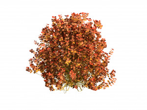 Evergreen Sunjoy Gold Beret Barberry bush 3Dモデル